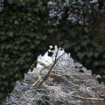 An ivy-covered brick archway with ice-covered tree branches in the background.