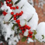 Trees on the Elon University campus covered in snow.