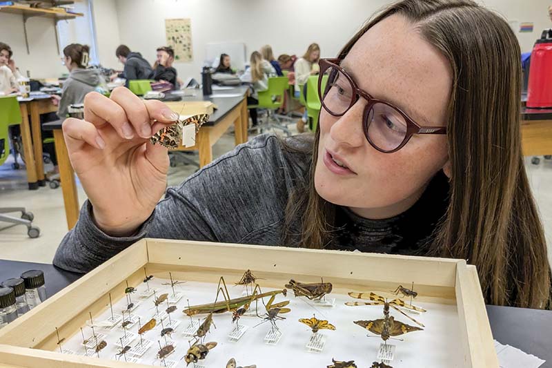 An Elon student examines a butterfly over a wooden box filled with insects that students collected for a biology project.