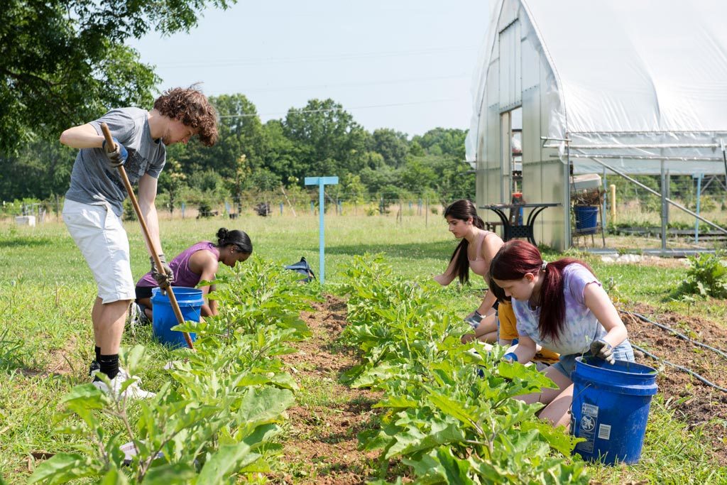 Several students tend to plants outside at Elon's Loy Farm.
