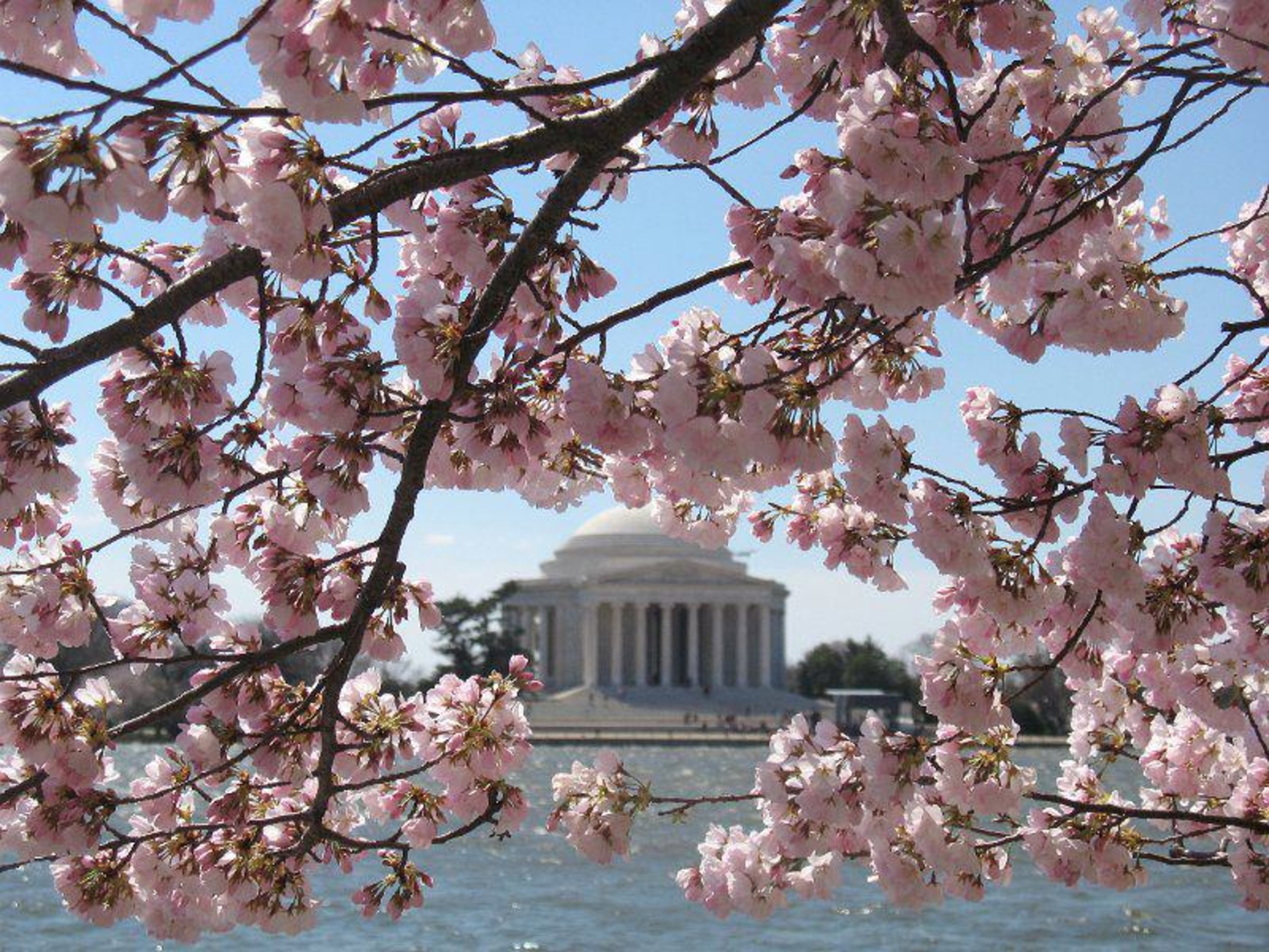 Cherry blossoms in front of the Lincoln memorial