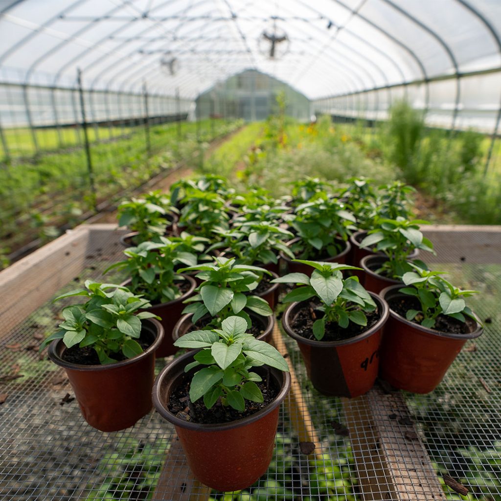 greenhouse at loy farm Elon University