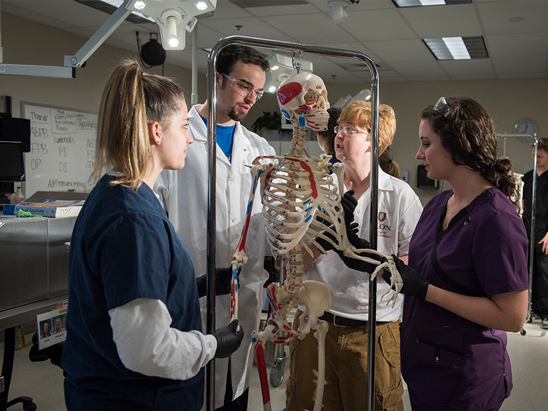 elon dpt students looking at a skeleton in a lab