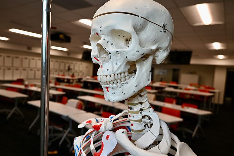 elon dpt lab photo of a skeleton