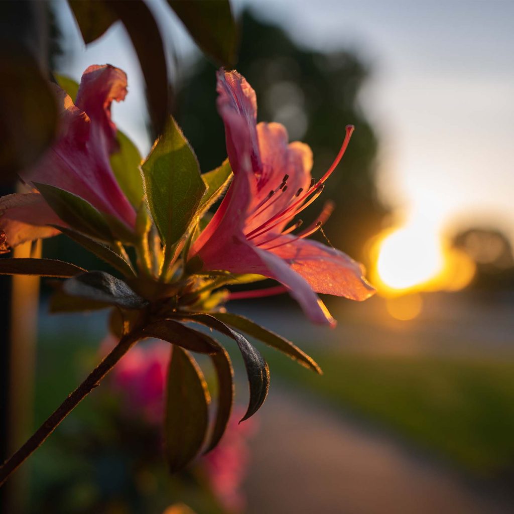 An azalea in bloom in front of Trollinger House as the sun sets