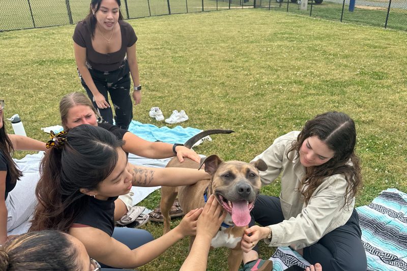Students pet a therapy dog while relaxing on blankets during an outdoor Puppy Yoga session as part of the Student Wellness Grant.