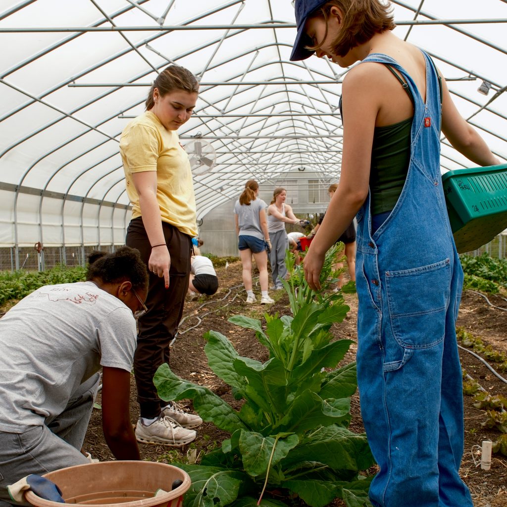 Student Megan DeMarco '26 directs student volunteers at the Loy Farm greenhouse