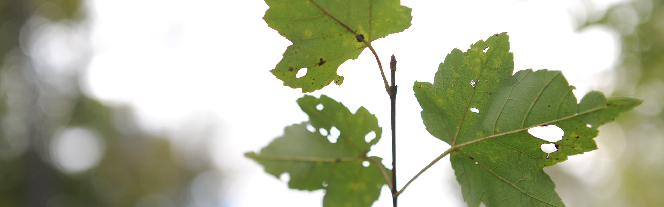 Photo of oak leaves in Elon University Forest.