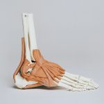 anatomic model of human foot