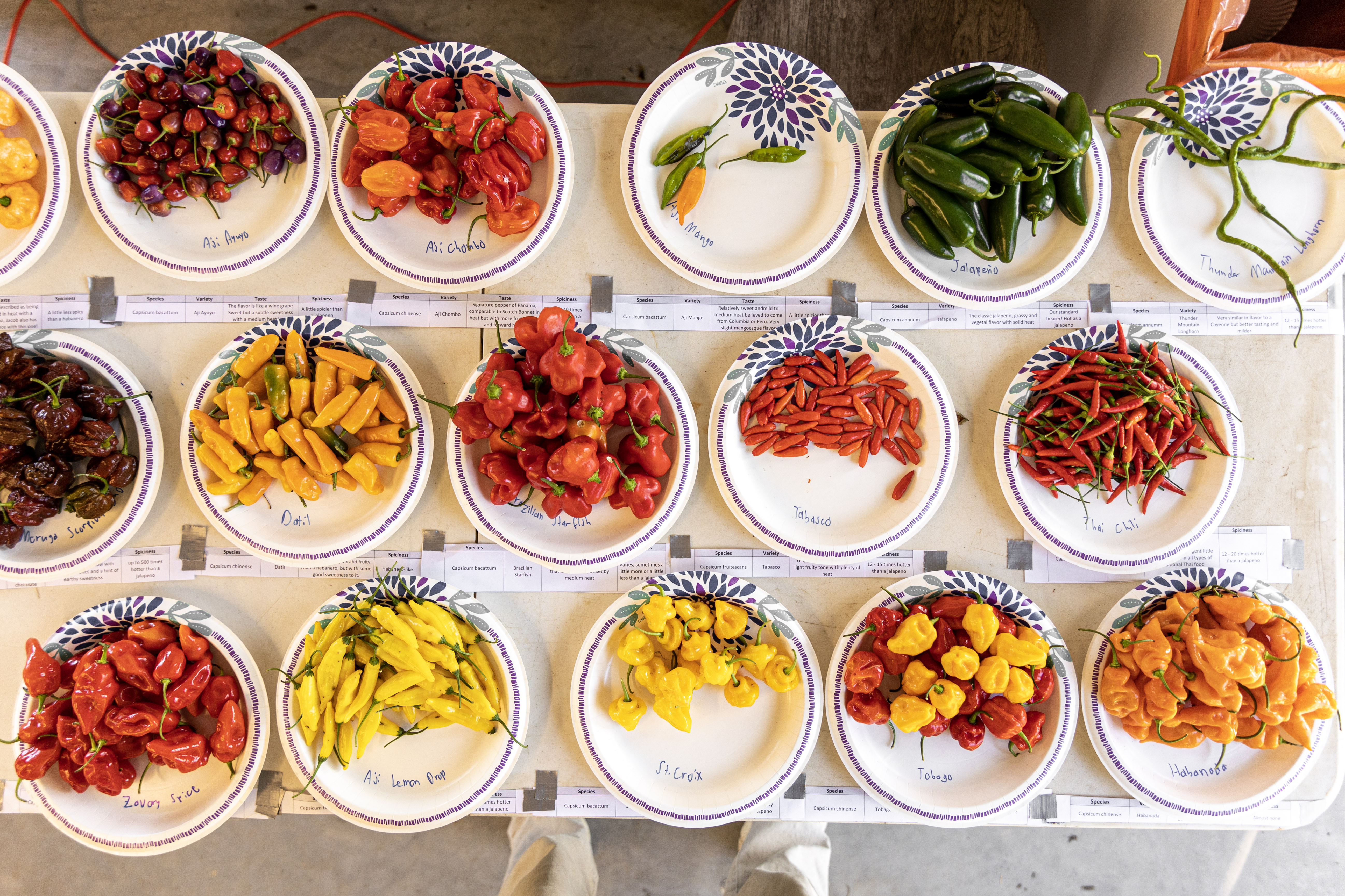Colorful array of peppers for hot sauce making