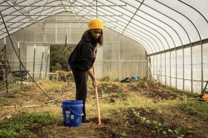 A student weeds inside the high tunnel greenhouse