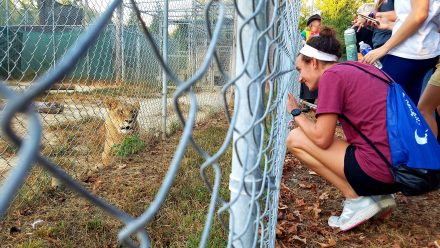 Lila Bensky '23 kneels to get a closer look at one of the lions at the Conservators Center during the Elon College Fellows' Big Cat Colloquium on Tuesday, Sept. 24.
