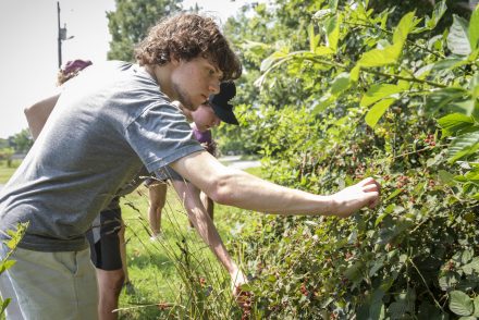 Students pick berries from a vine.