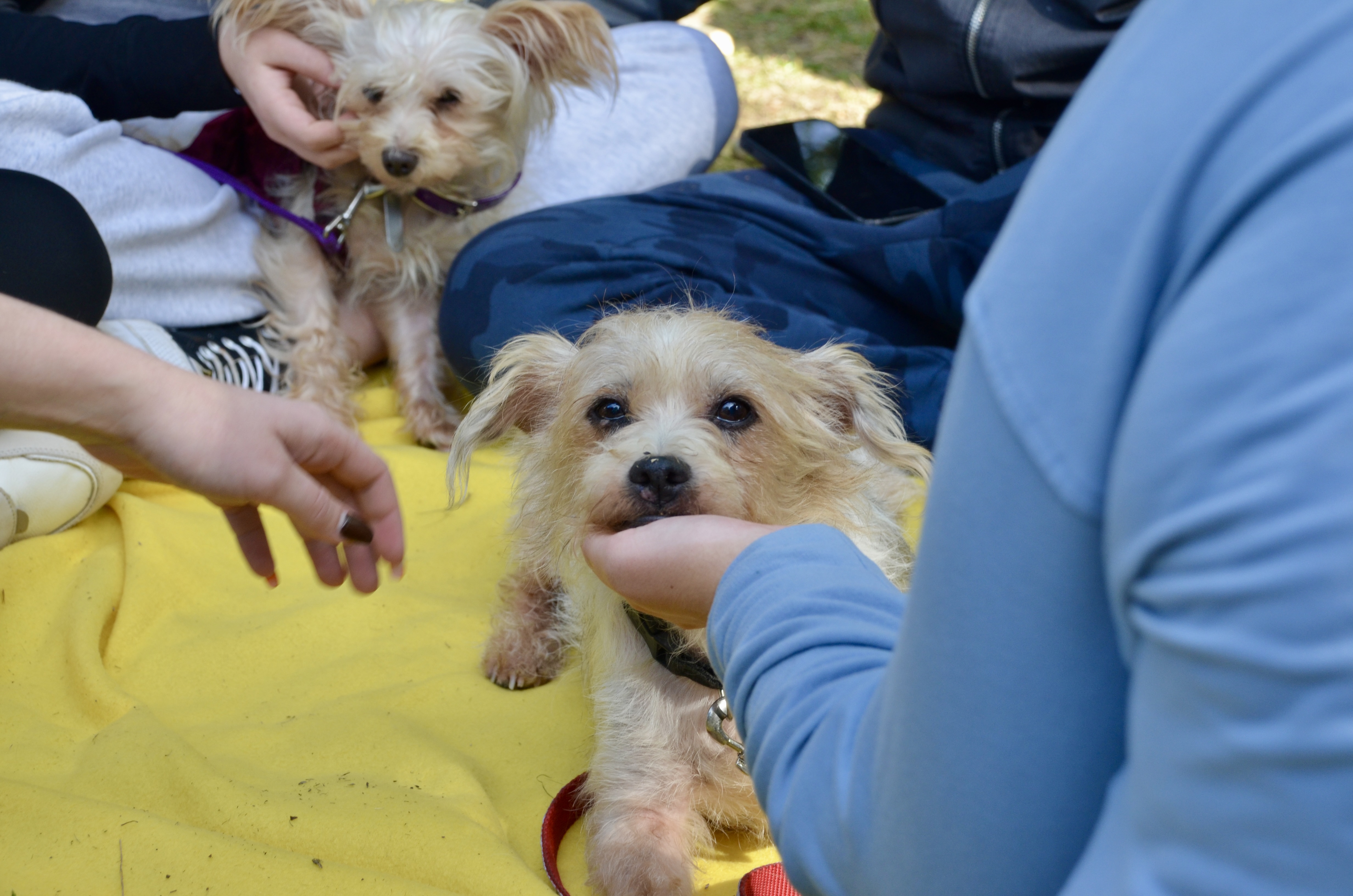 Puppies being held by students at pet therapy event