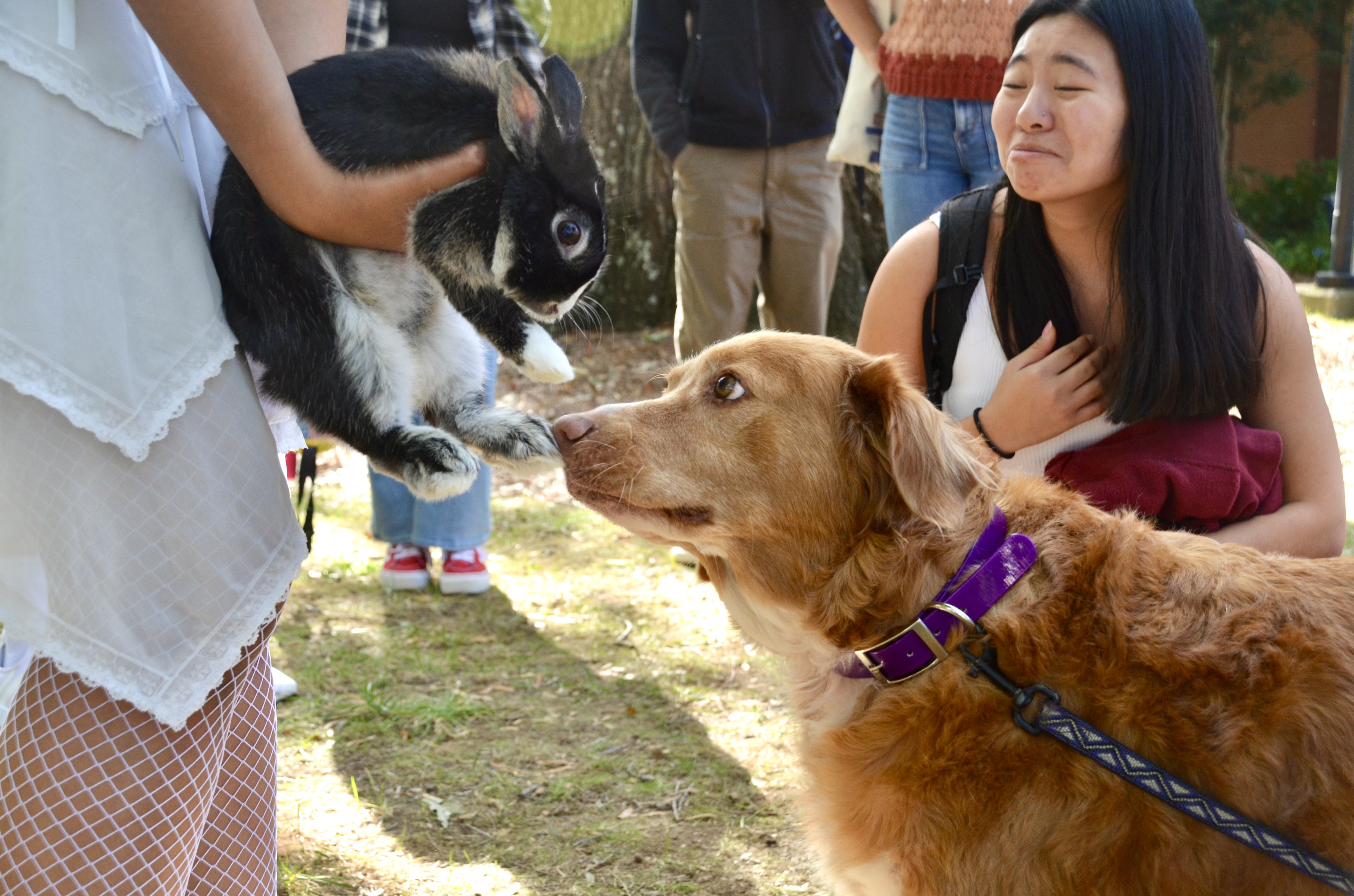 Rabbit and dog play with each other at pet therapy event.