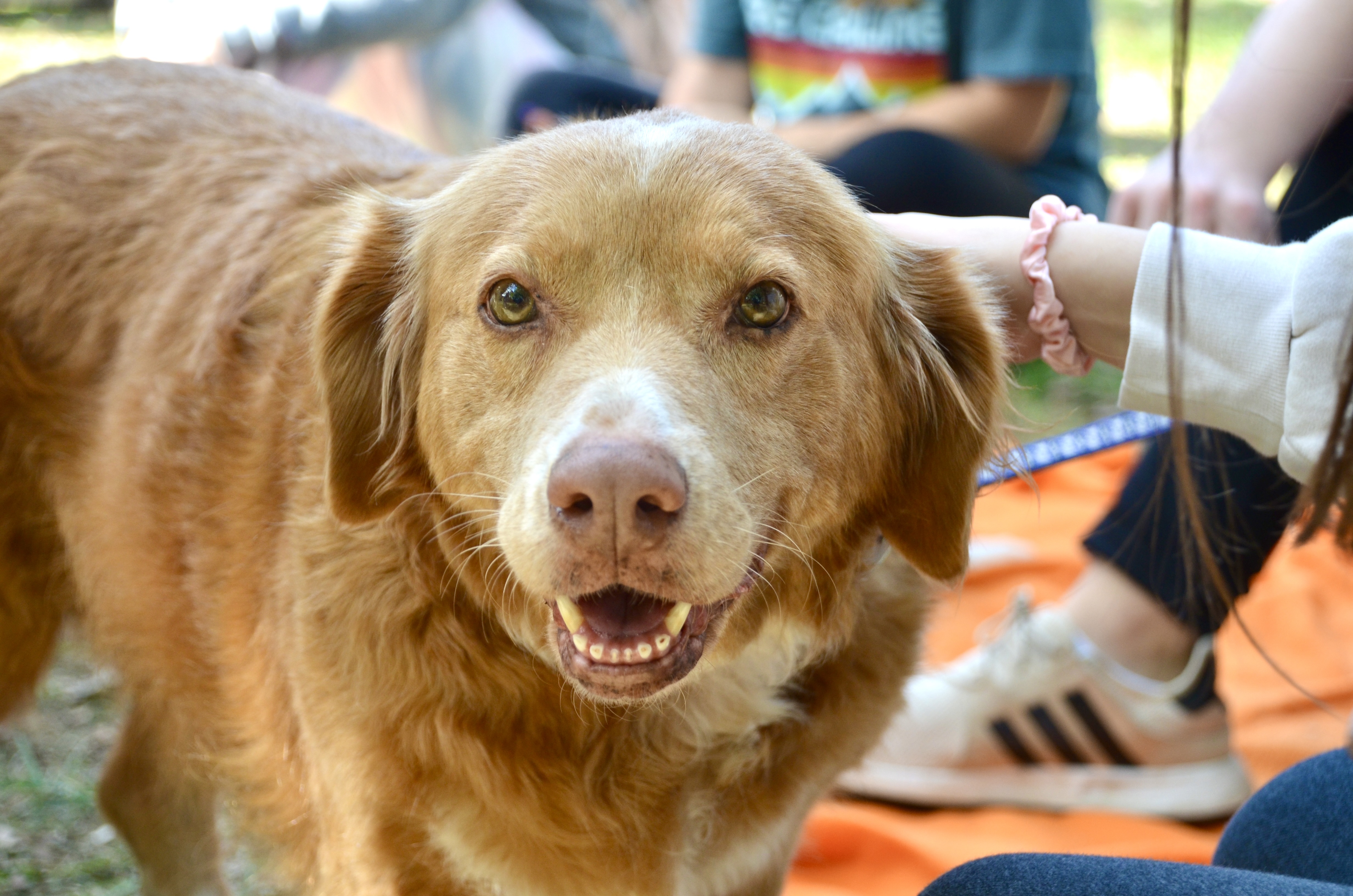 Dog smiling at pet therapy event