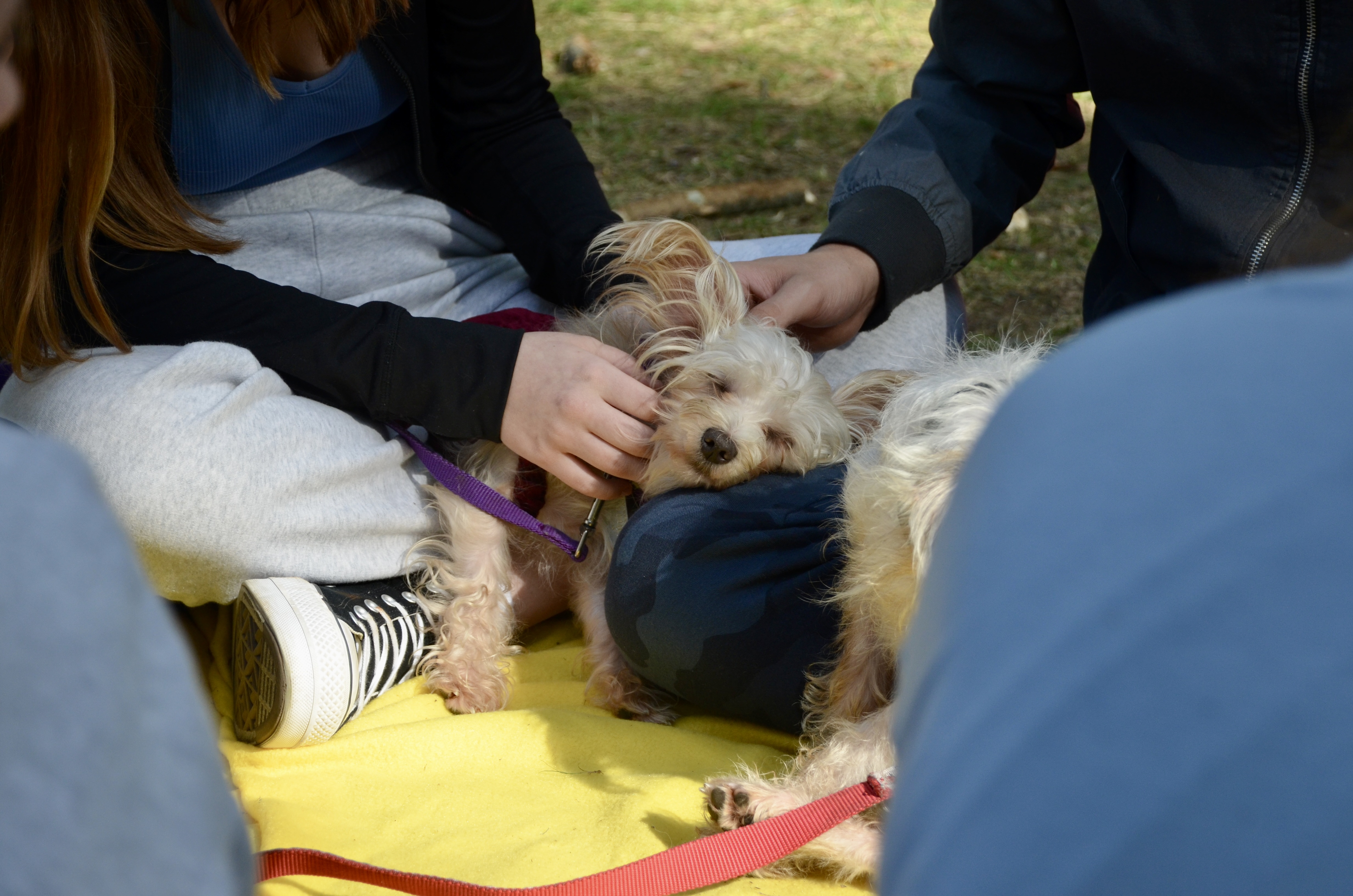 students pet puppy at pet therapy event