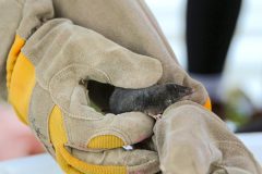 Closeup of a shrew held in gloved hands