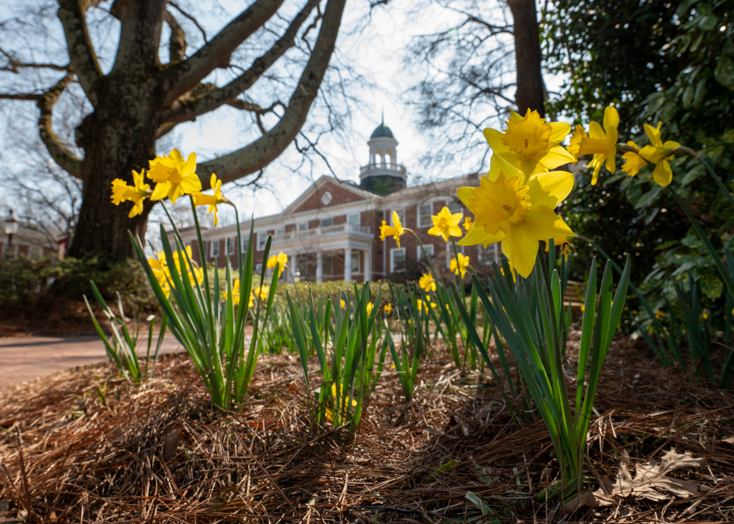 Daffodils in bloom in front of Alamance Building