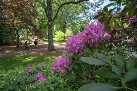 Rhododendrons in bloom near the Powell Building, May 2, 2023, on the campus of Elon University.