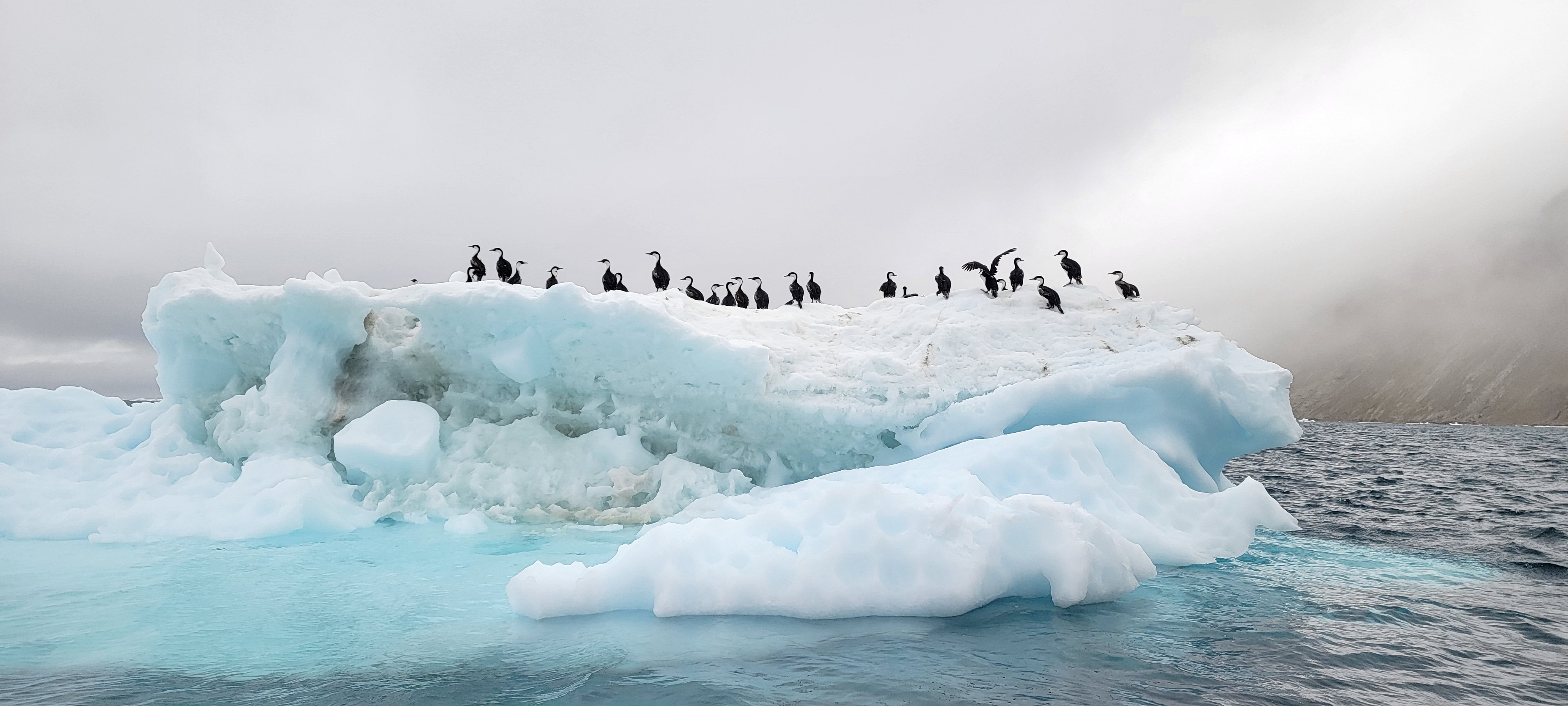 A group of Antarctic cormorants look out to sea. 