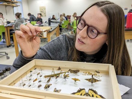 A female student holding a pinned butterfly above a Schmitt box specimen case
