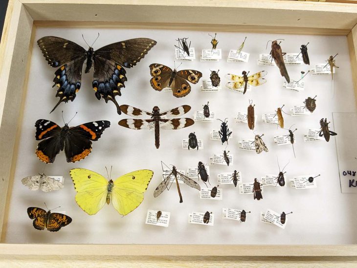 Overhead view of a Schmitt box full of specimens