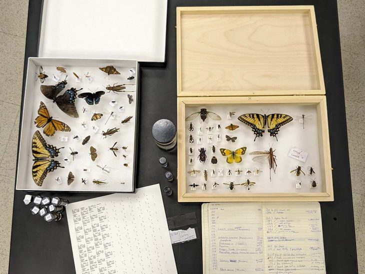 Butterflies, beetles and other specimens in Schmitt boxes and vials