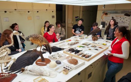 A group gathered around a large table of bird specimens