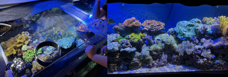 Coral exhibit at the Greensboro Science Center.