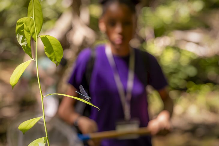 A dragonfly rests on a sunlit leaf in sharp focus as a student holding a net stands blurred in the background during an outdoor exploration.