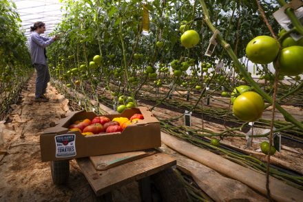 A worker tends to rows of green tomato plants inside a greenhouse at Red Hawk Farm. In the foreground, a box labeled "Red Hawk Farm Hybrid Heirloom Tomatoes – Locally Grown" sits on a wooden cart, filled with ripe red and yellow tomatoes.