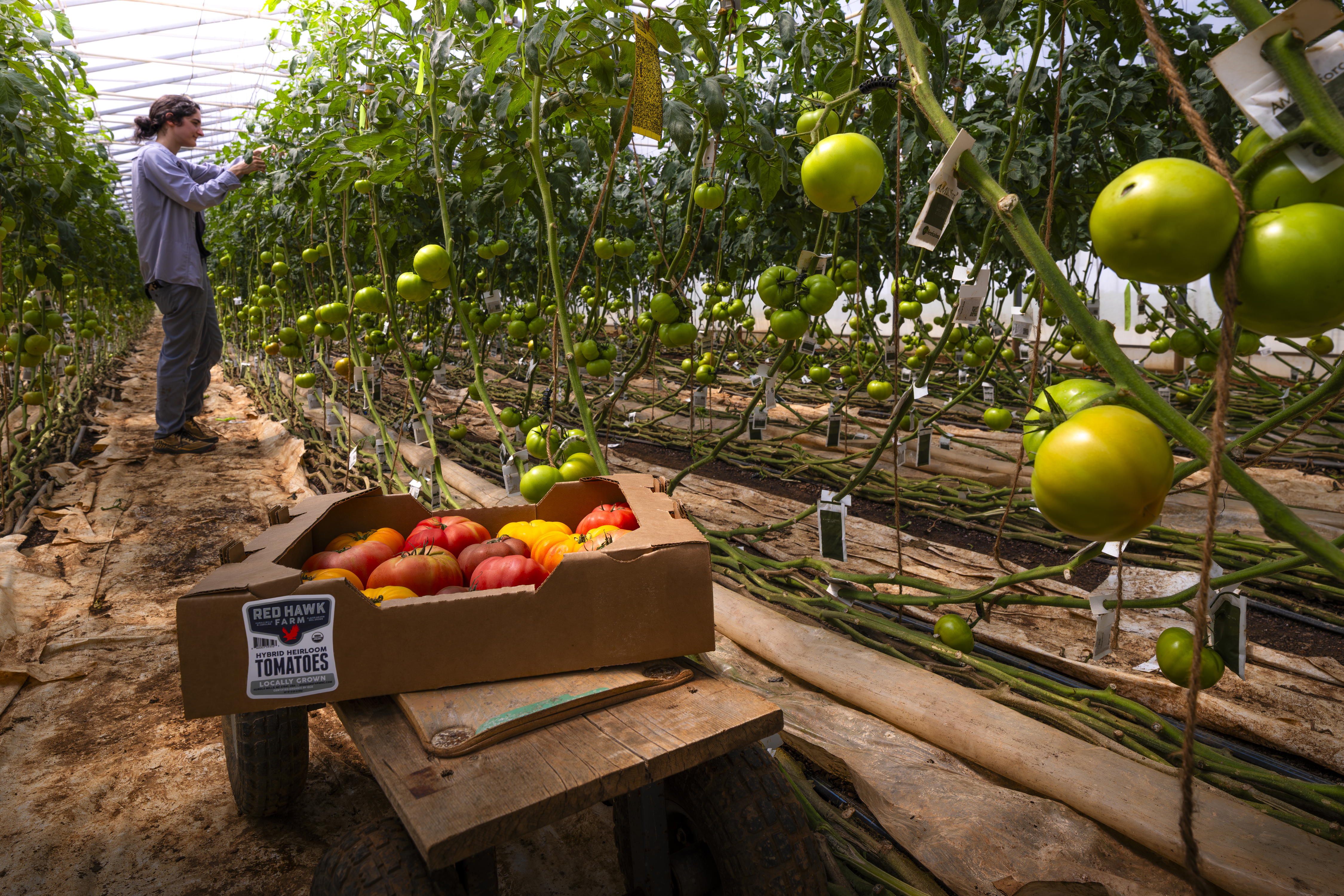 A worker tends to rows of green tomato plants inside a greenhouse at Red Hawk Farm. In the foreground, a box labeled 