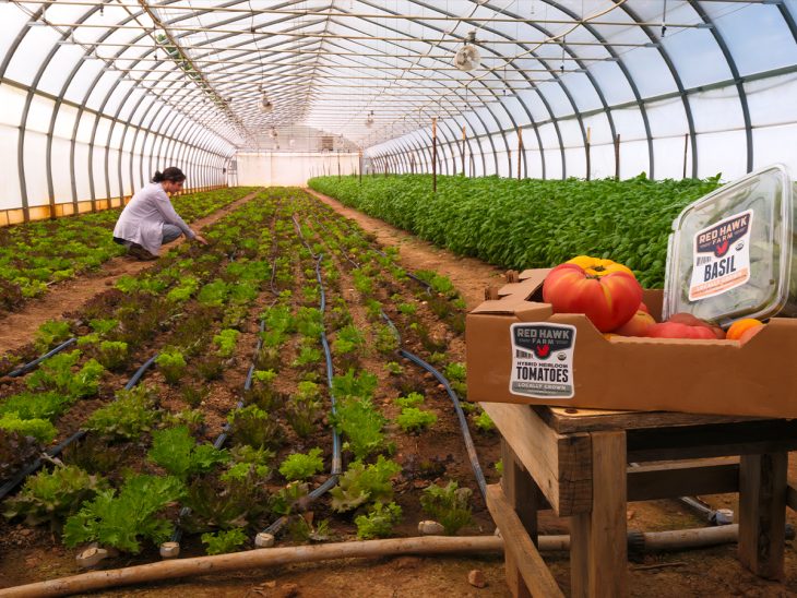 A person tends to lettuce plants inside a greenhouse with basil and tomatoes in the foreground.