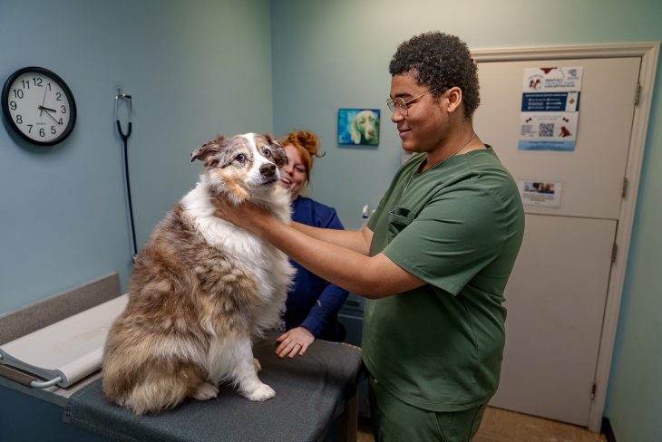 A student in green scrubs gently examines a fluffy dog on a vet clinic table as another person smiles in the background.