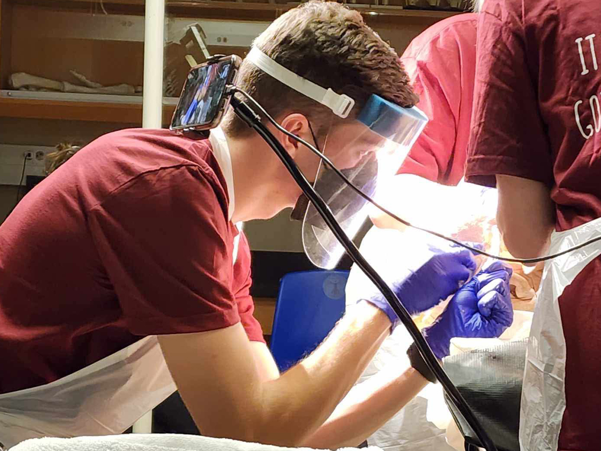 A student wearing a face shield and gloves performs a dissection in a lab setting, surrounded by surgical instruments laid out on a tray and assisted by others in matching maroon shirts.