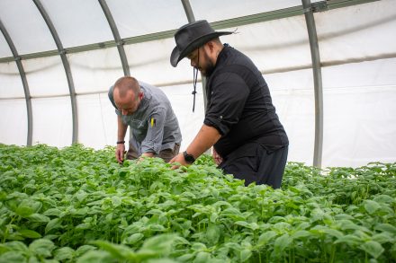 Two men look at green leaf produce inside at a farm