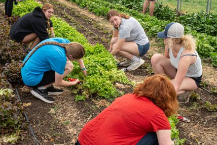 A group of students crouch between rows of leafy greens at Loy Farm, harvesting lettuce together. Some hold clippers while others pull gently at the plants, working as a team in the campus farm’s garden beds.