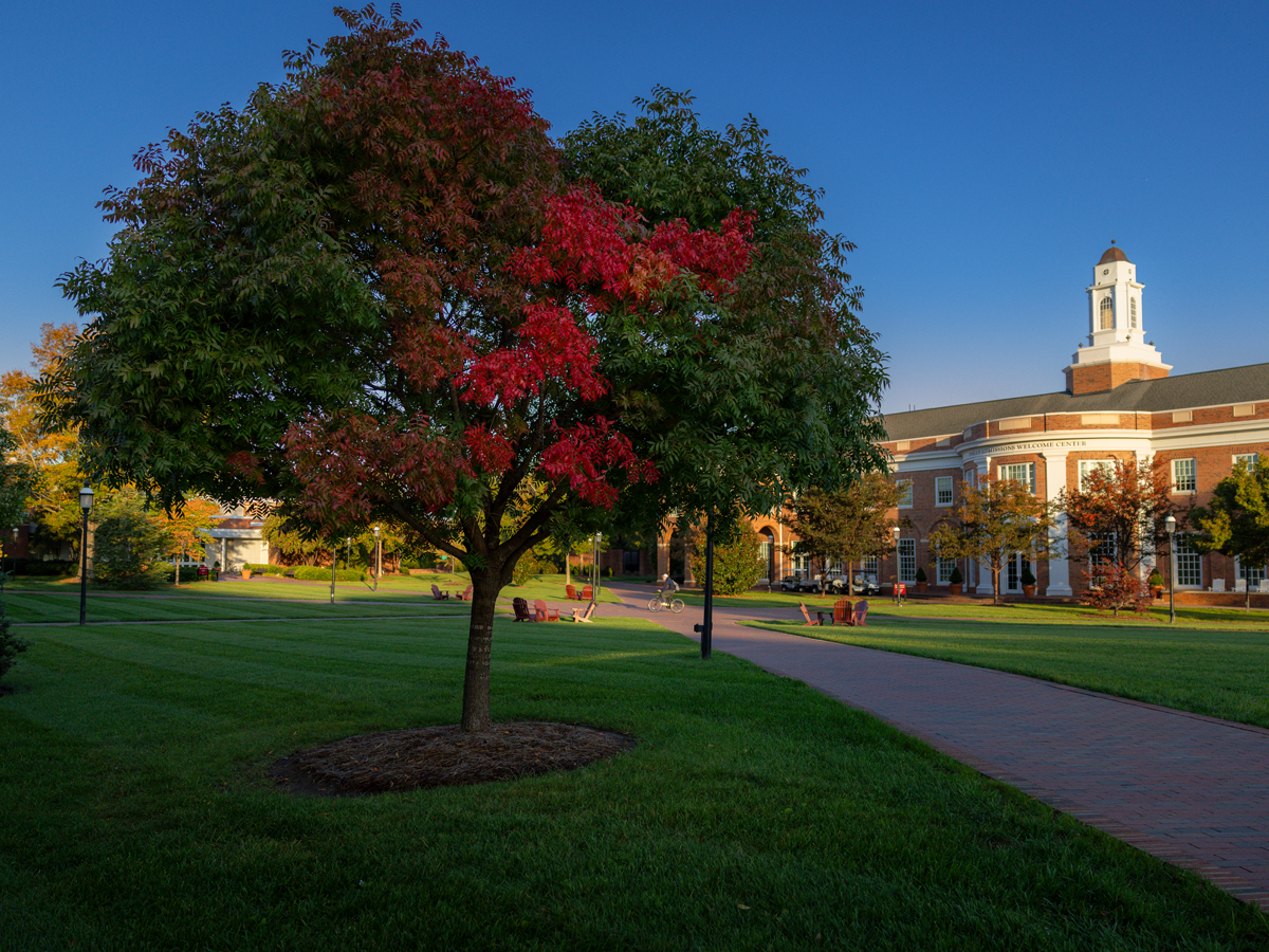 A tree with green and red autumn leaves stands on a campus lawn near a brick pathway, with a large brick building and clock tower in the background under a clear blue sky.