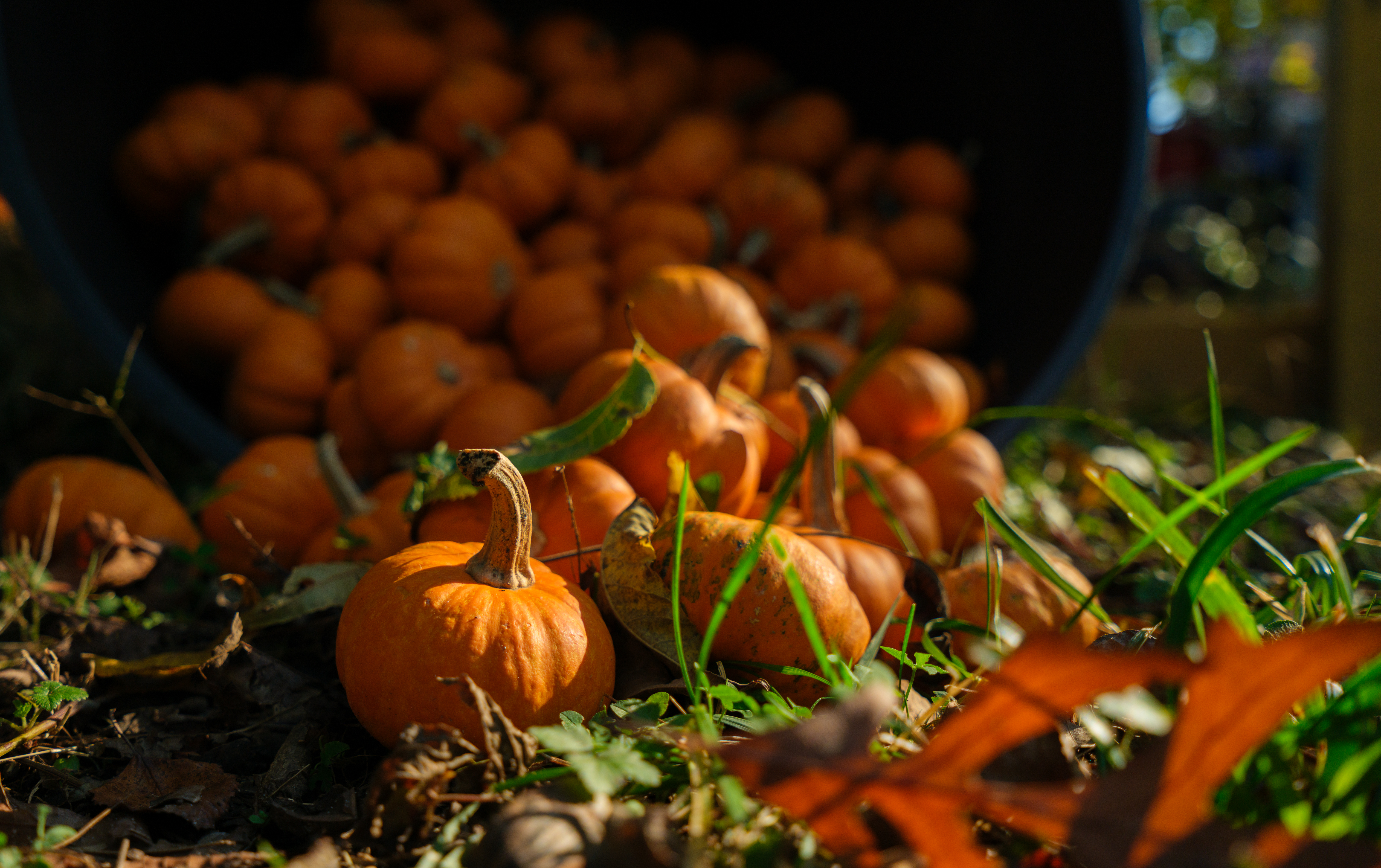 A pile of pumpkins