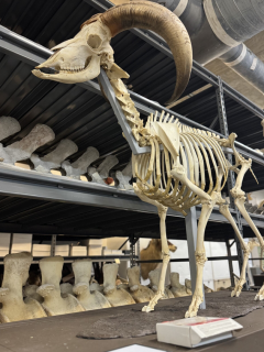 Fossil on extinct animal. 