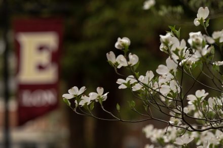 A redbud tree in bloom on the campus of 51������, March 31, 2023.