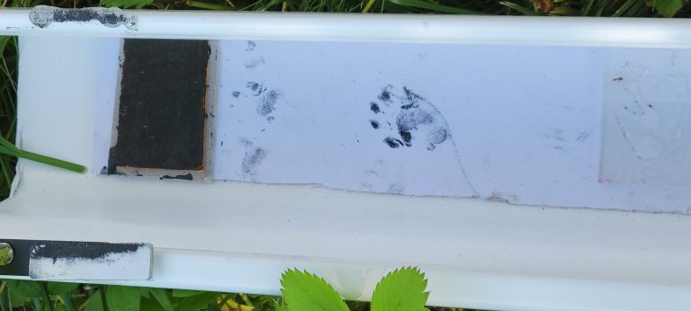 Animal tracks inside the students device.