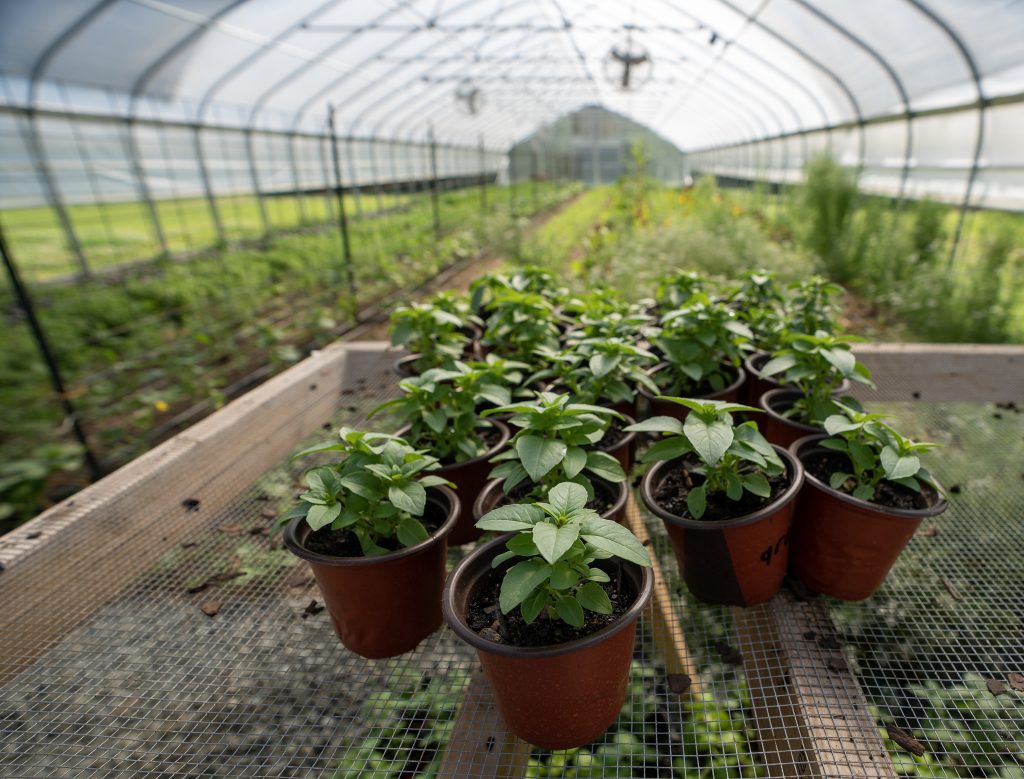 basil plants in the greenhouse from loy farm at Elon University