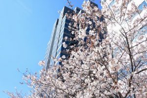 Cherry Blossom Tree Downtown Greensboro Photo